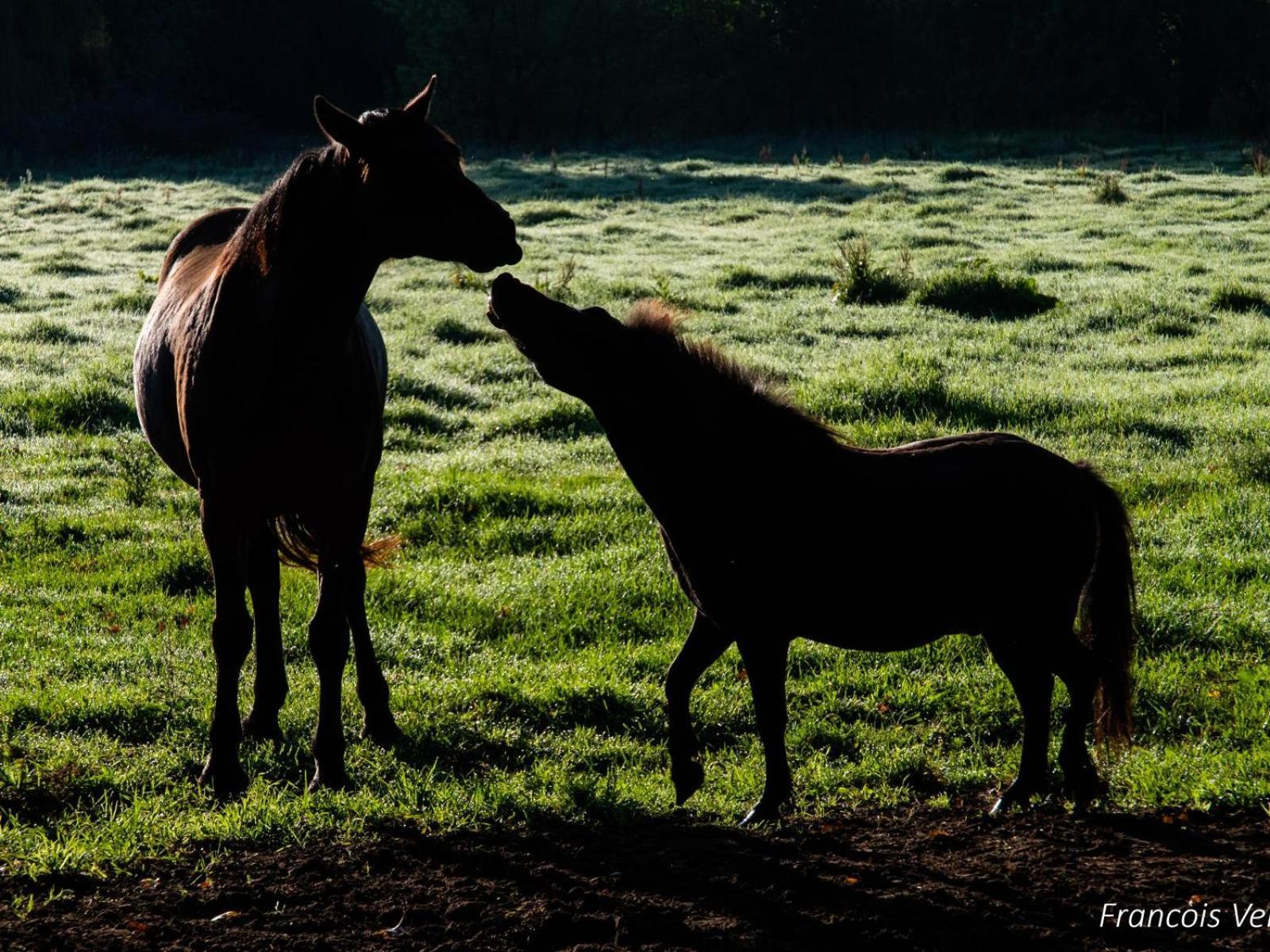 Flitwick Ranch Ξενοδοχείο Swartberg Εξωτερικό φωτογραφία